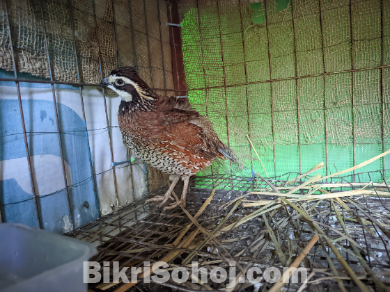 Northern Bobwhite Quail(নর্দান বব হোয়াইট কোয়েল )